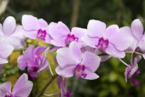 orchidej.jpg